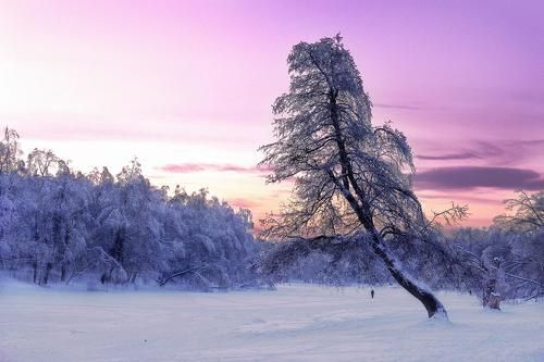Winter fairy tales