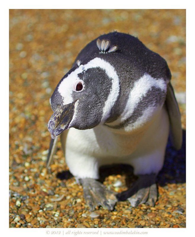 пингвин, патагония, аргентина Чингачгукphoto preview