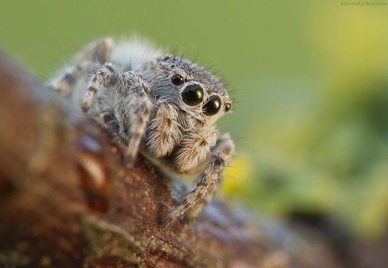 паук, макро, ростислав, 7d, 100mm Весенние глазастикиphoto preview