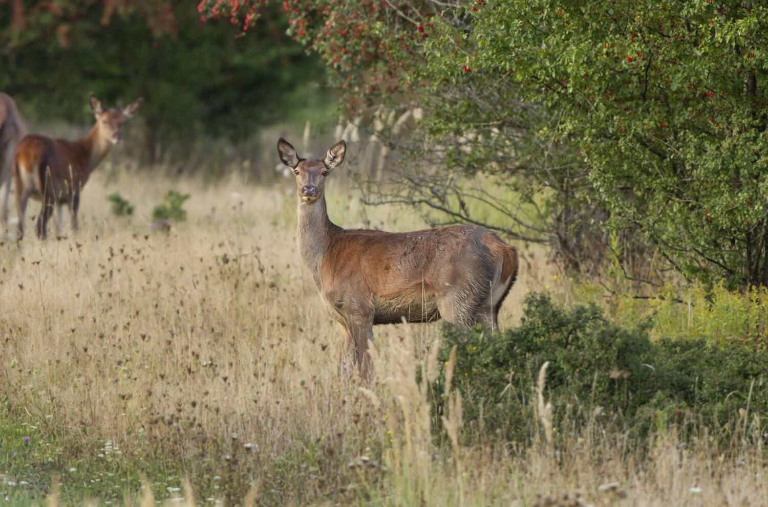 , Александр Гусар