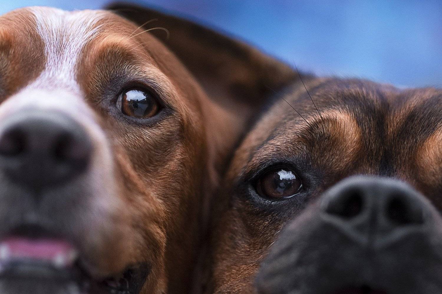 Hunter & Franky. Автор: Karina Saarestik Brittany Spaniel, Karina Saarestik