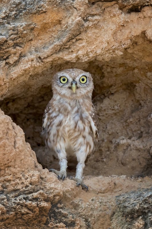 ПётрРогов#фотограф#фотоохота#дикаяприрода#орнитология#птицы#птичьяобсерватория#Израиль#Иерусалим#canon5dmarkiii#canon600mmf4#birdsobservatory#birds#nature#Israel#Jerusalem#сыч#утро#owl#домовойсыч# Сычphoto preview