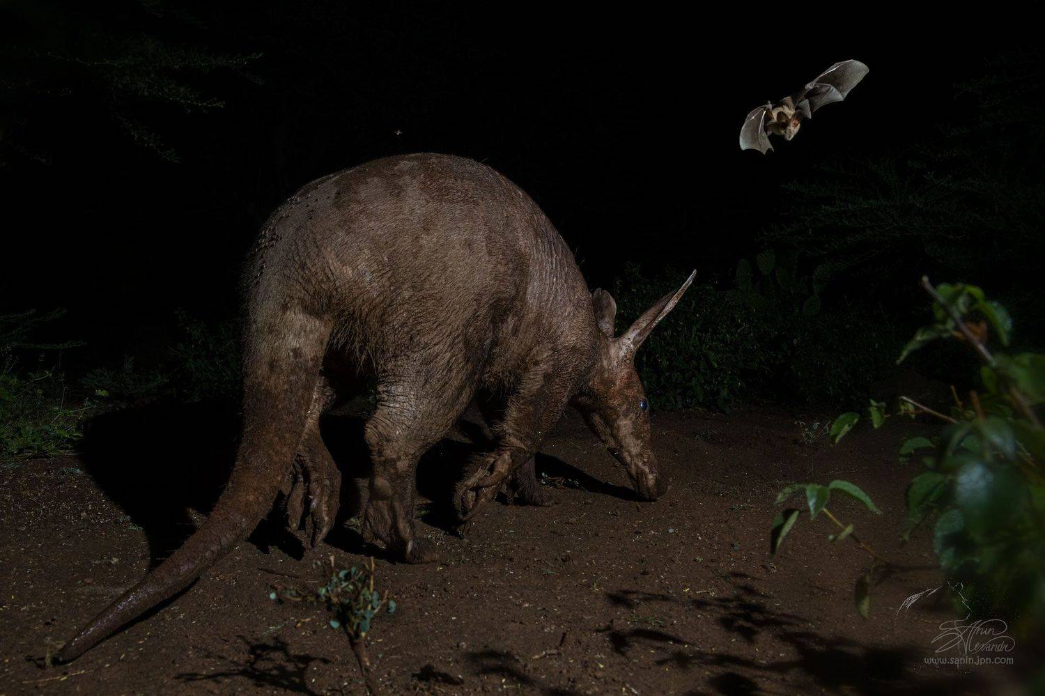 , Александр Санин