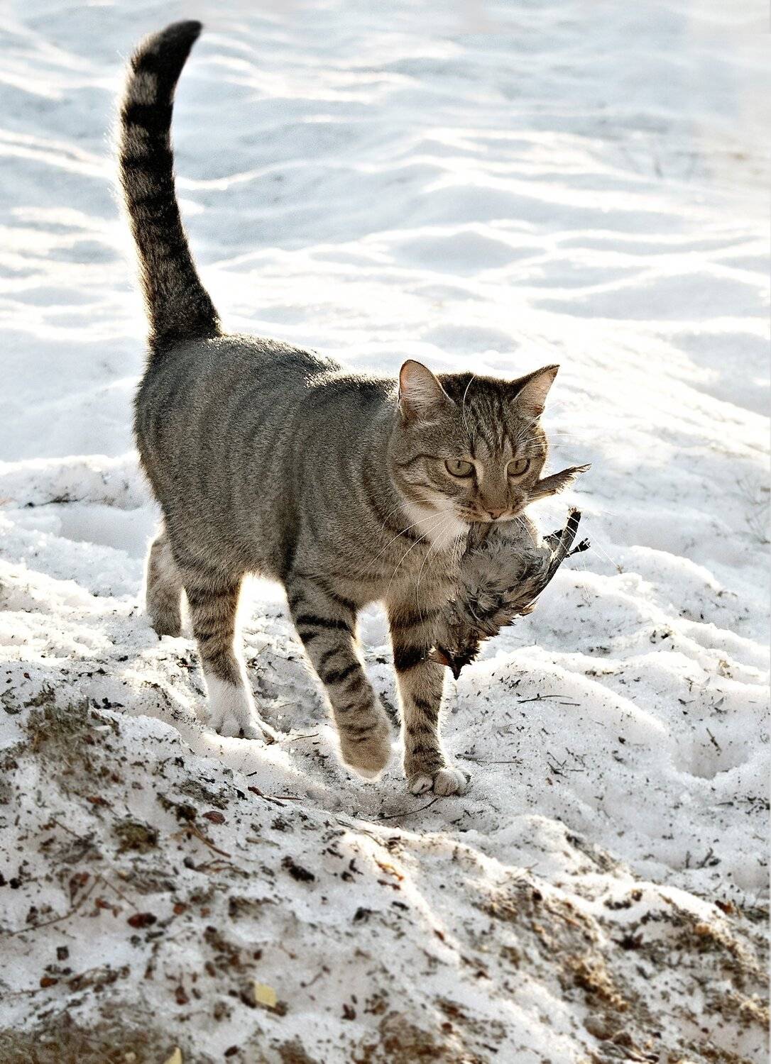 , Михаил Белоусов