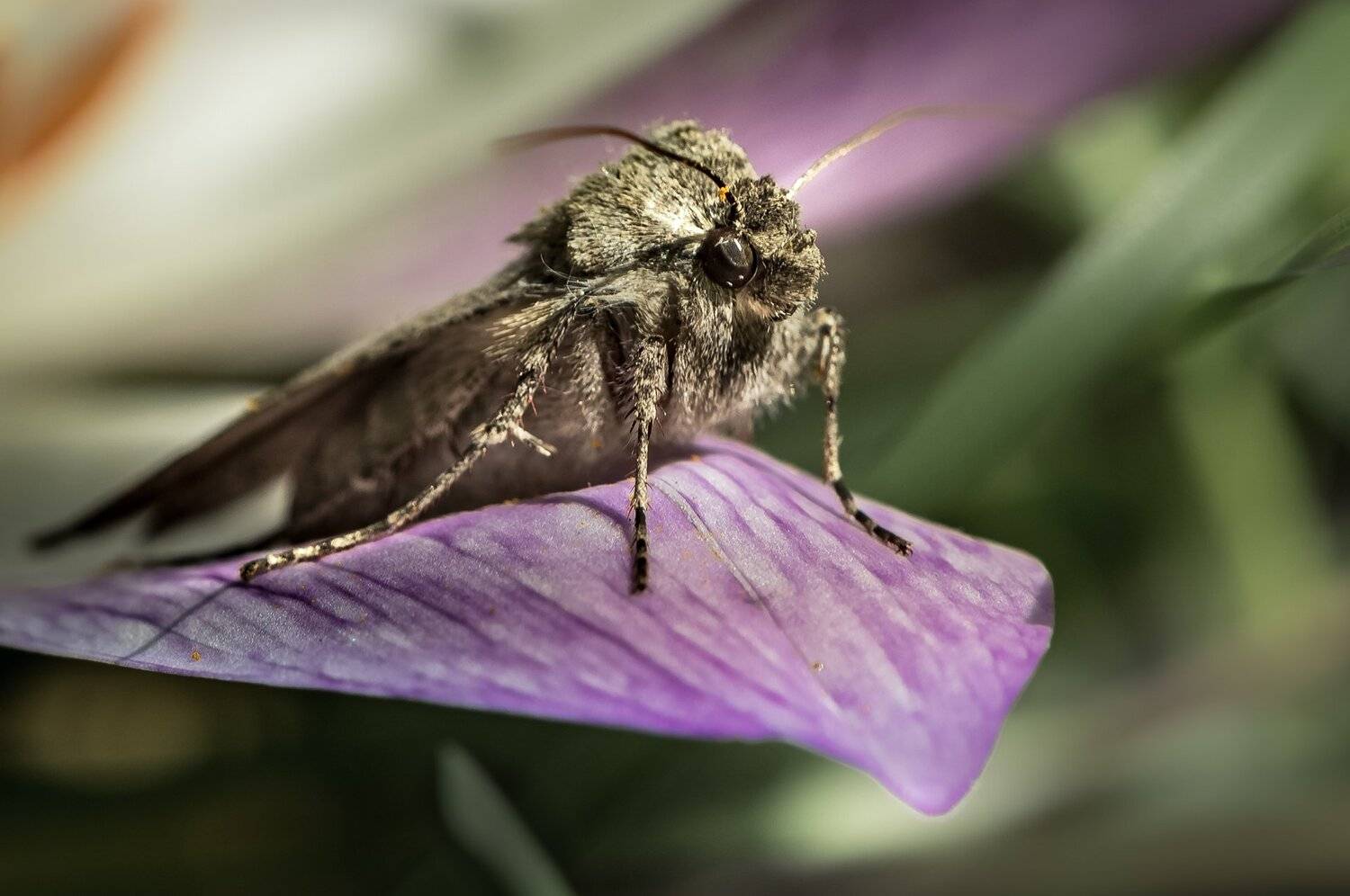 природа, макро, цветок, безвременник, бабочка, совка, Неля Рачкова