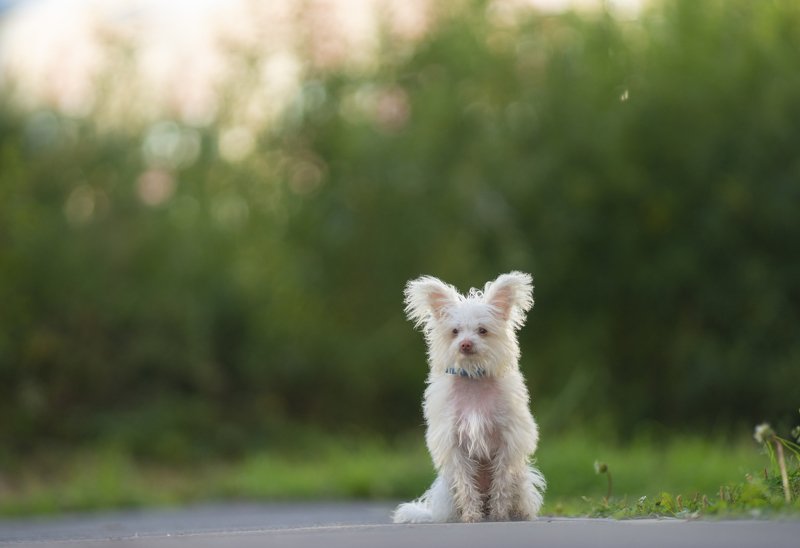 Любимчик!photo preview