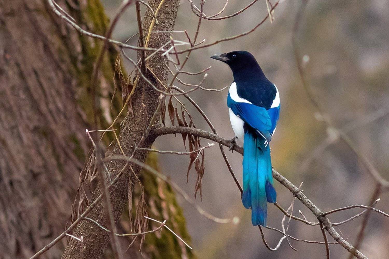 Сорока. Автор: Наталия Сытина птица, сорока, Наталия Сытина