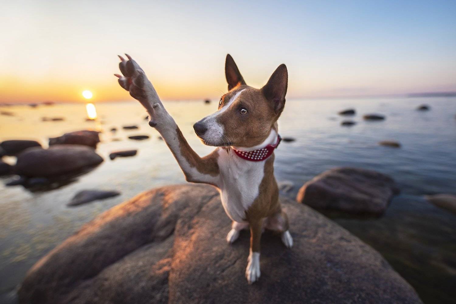 bassenji, dog , Karina Saarestik