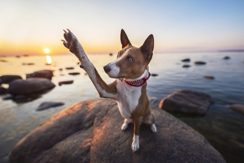 bassenji, dog  Himmatphoto preview