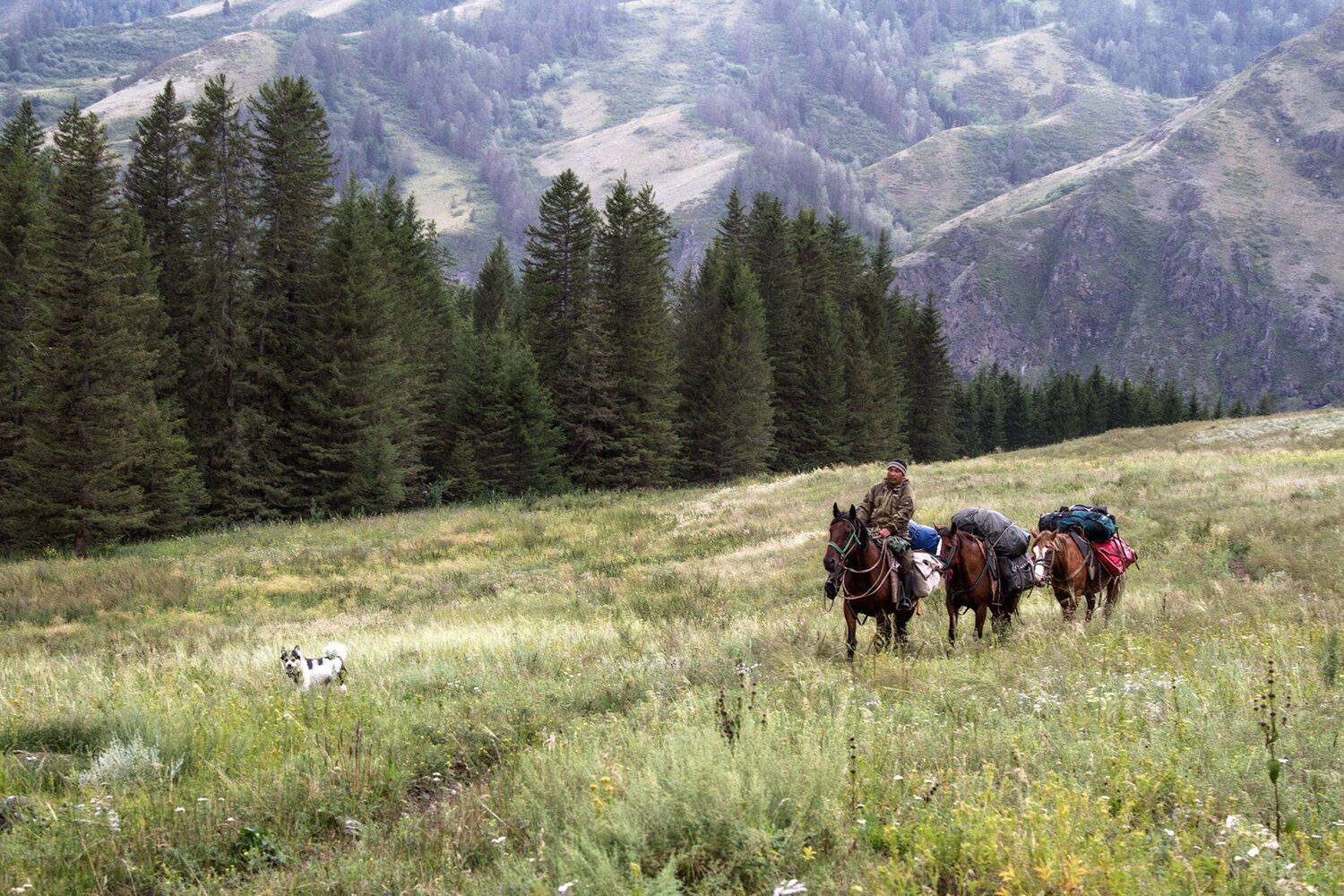 пейзаж, алтай,горы,лето,август, лошади, Тамара Андреева