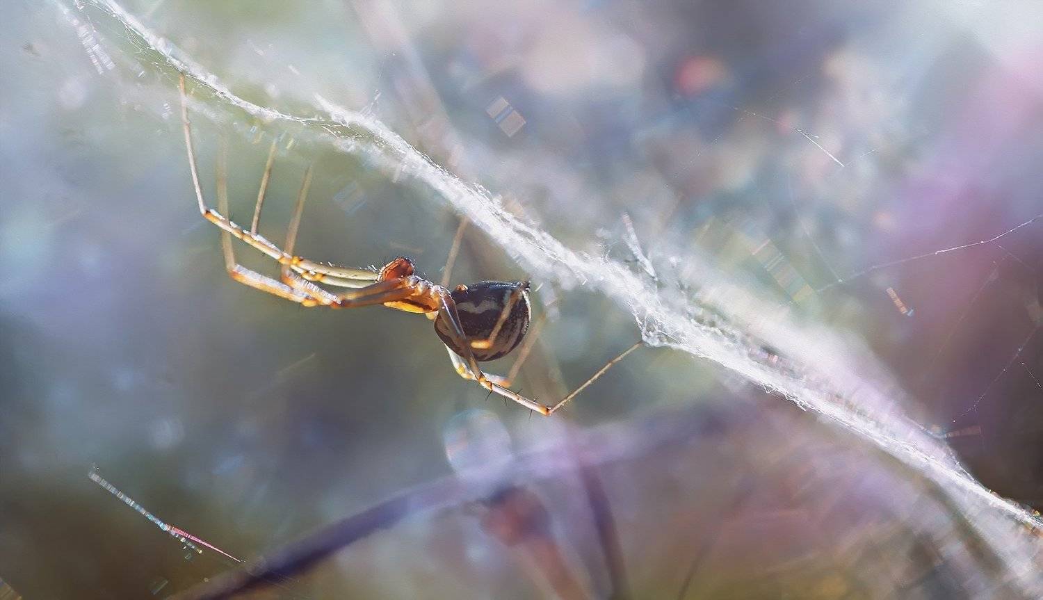 паук,лапы,вода,глаза,свет,блик,солнце, Юрий Котов