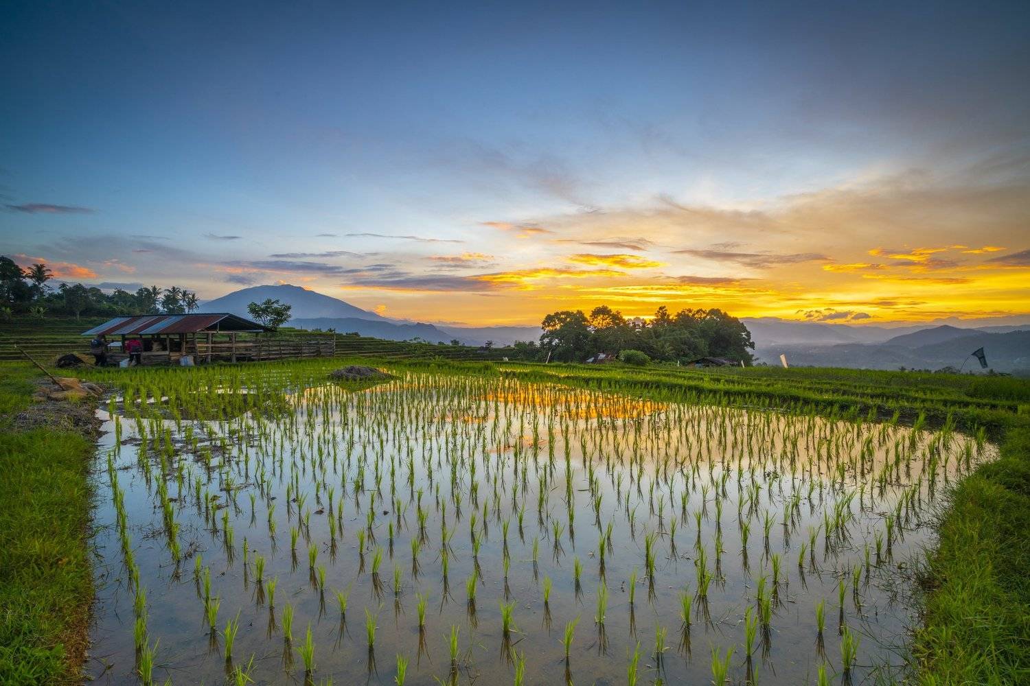 Автор: Firman Hakim , Firman Hakim