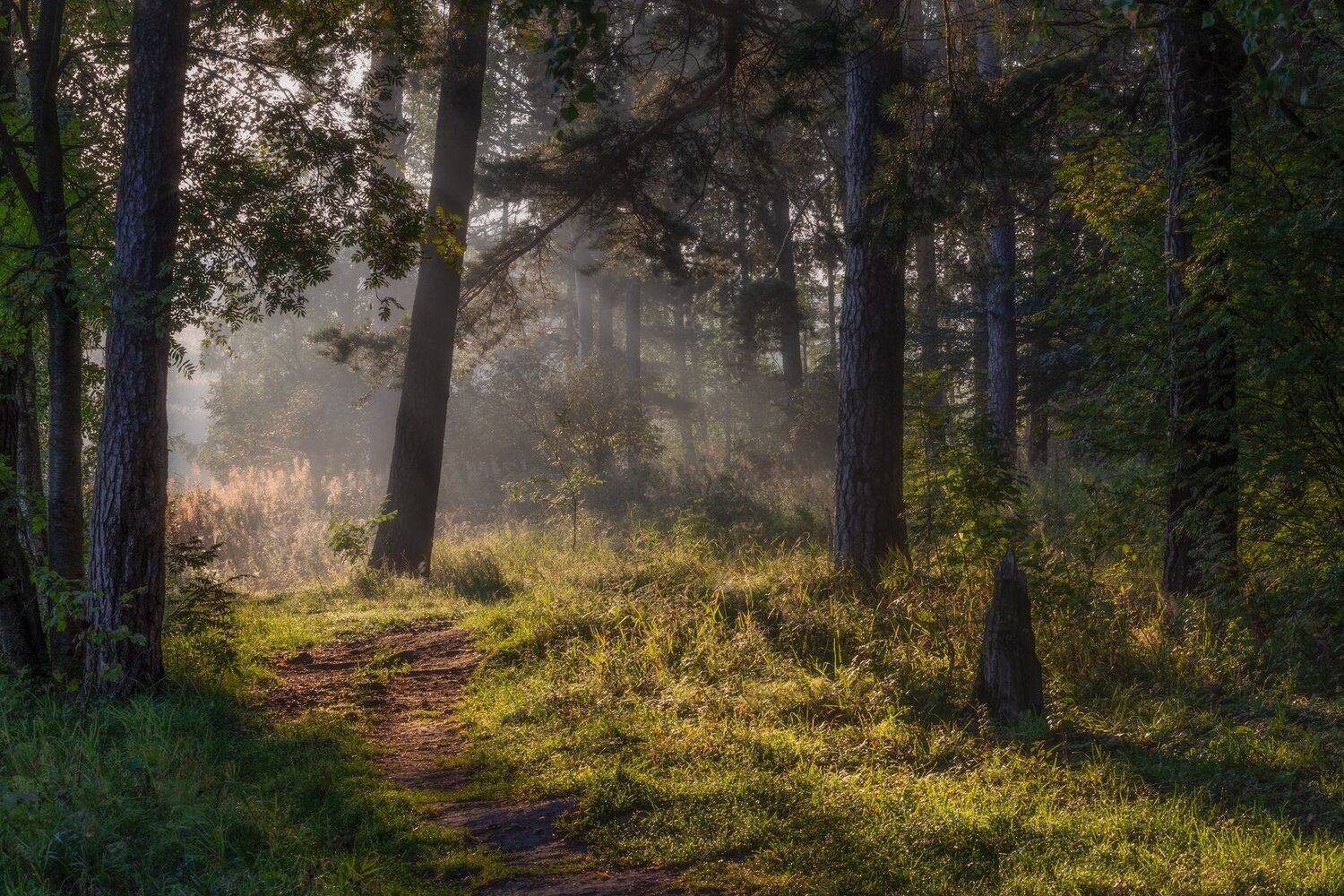 Сосновый лес.. Автор: Мартыненко Дмитрий природа, пейзаж, утро, рассвет, лес, сосновый лес, туман, Мартыненко Дмитрий