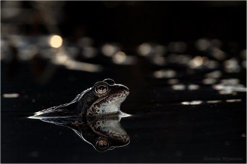 Ночной дозор