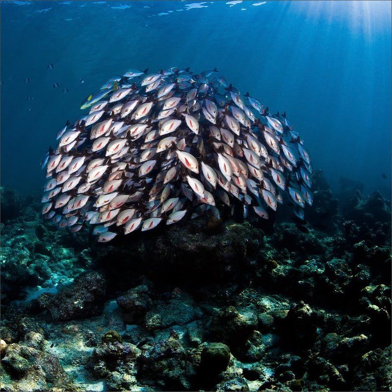 круговая Цитадельphoto preview