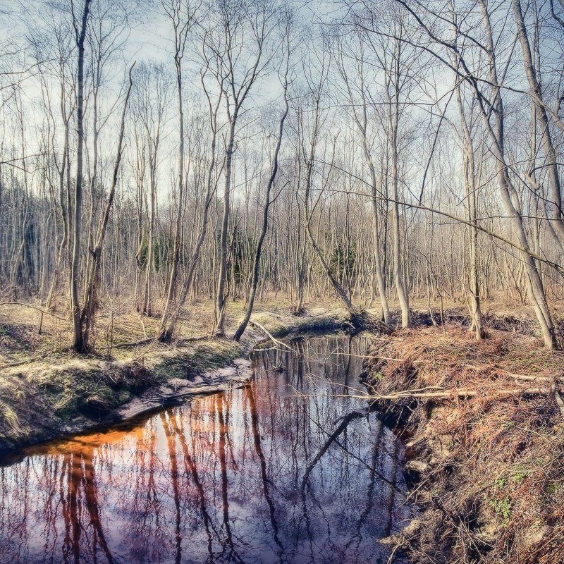 река, бикложа, лес, отражение, стволы, дно | Лесная река |photo preview