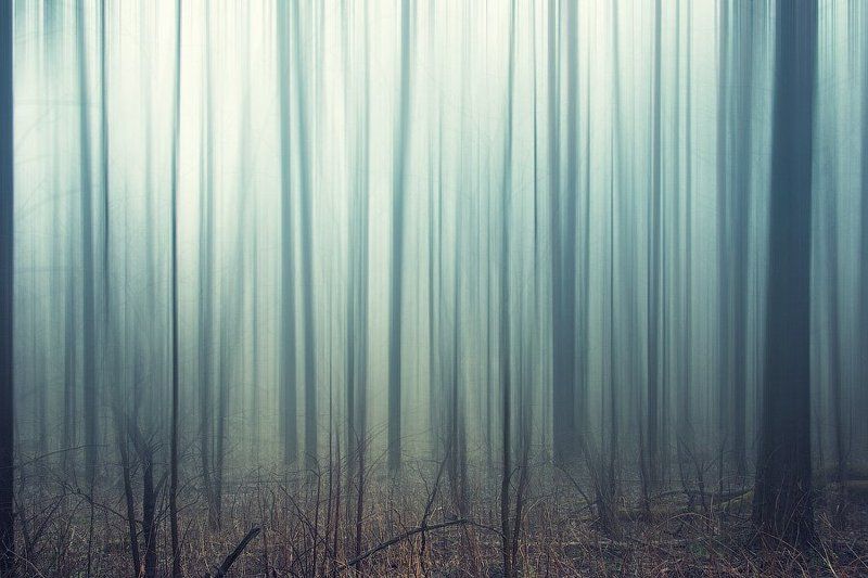 россия, пейзаж, лес, туман, трава, дерево, утро, dyadyavasya Заколдованный лесphoto preview