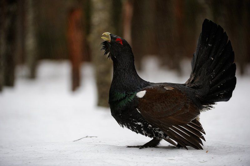 дождливое утроphoto preview