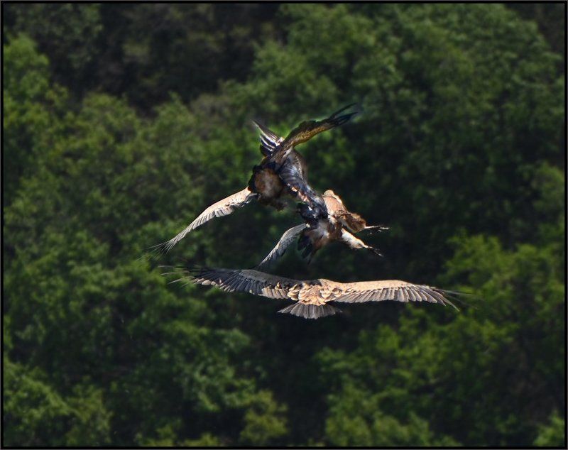 крымский, белоголовый, сип Я же тебя предупреждал, к ней не приближайся ...!photo preview