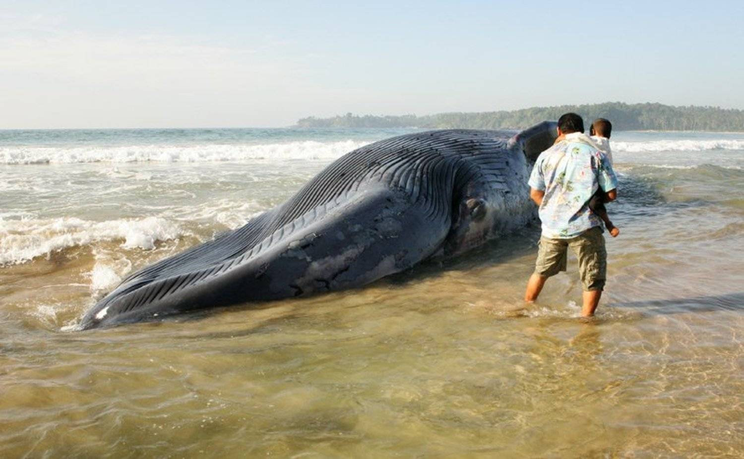 eddimar, кит, Eddimar