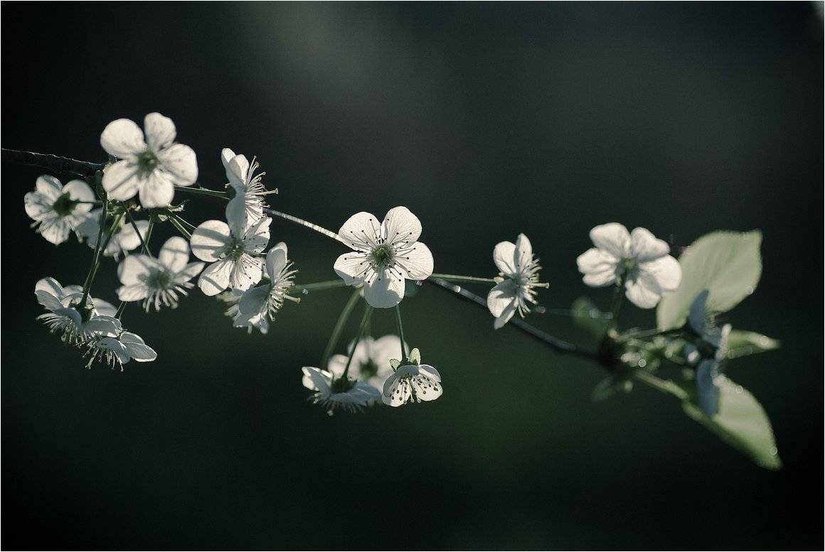 , Николай Шахманцир