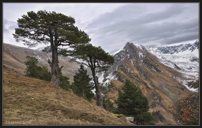 кавказ, кчр, шхуанта, горы, сосны Говорящие с ветром...photo preview