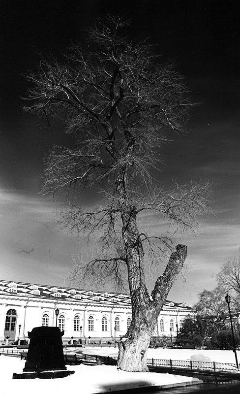 александровский сад, дерево, манеж, ручная печать print0photo preview