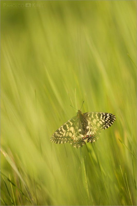 В травеphoto preview