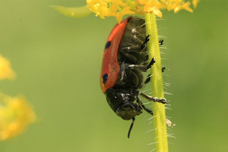 macro Big small thingsphoto preview