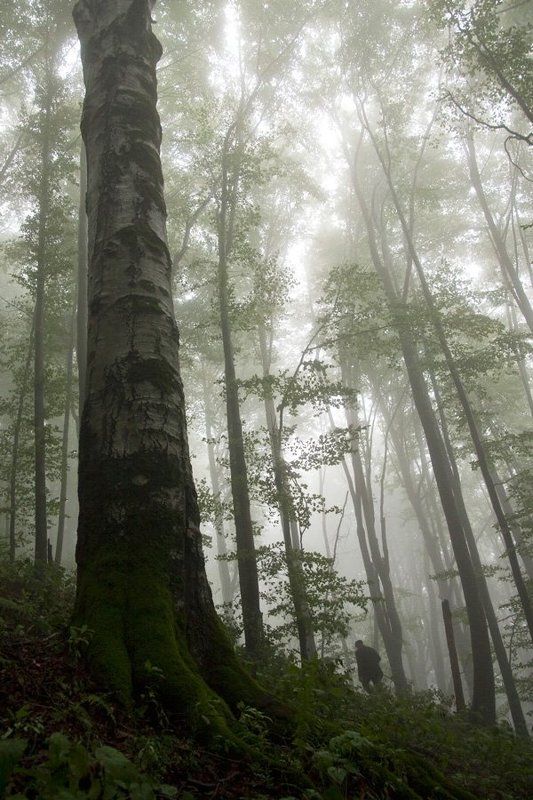 карпаты*** Одинокий странникphoto preview