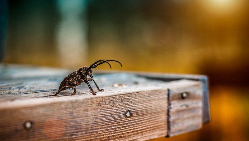 Между ангелом и насекомымphoto preview