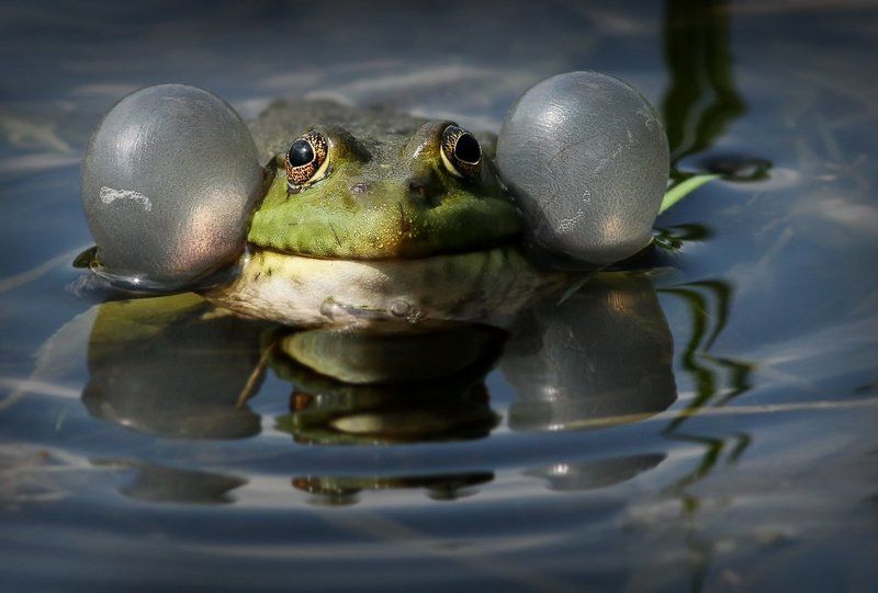 Лягух.photo preview