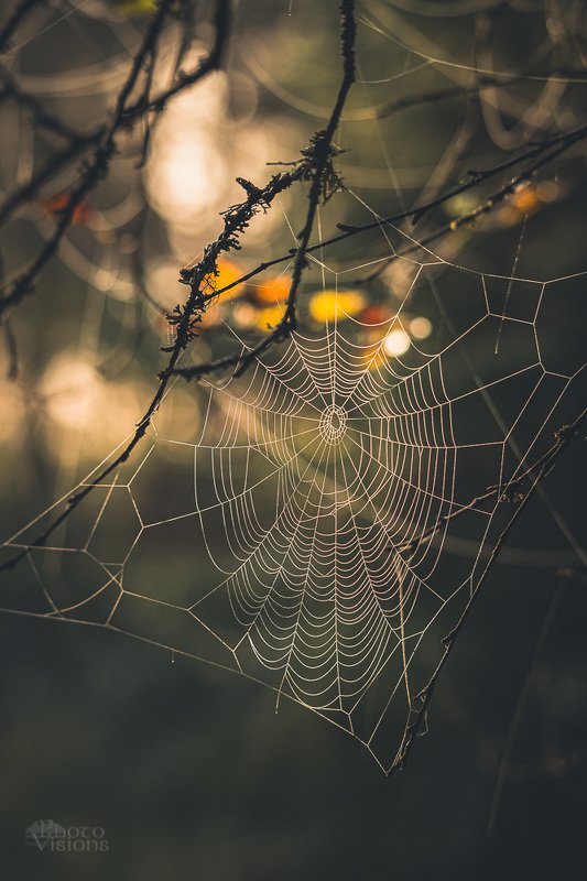 Spiders world