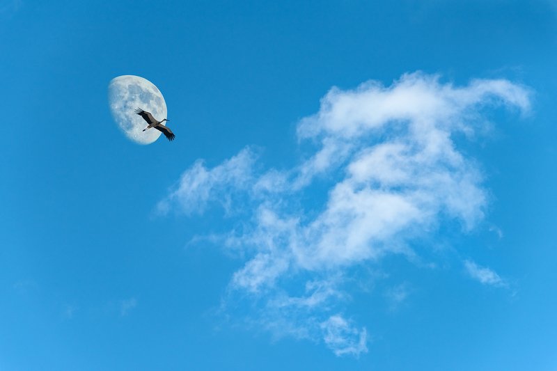 art, collage, color, colors, color image, composing, concept, conceptual,  digital, editing, photography, photo collage, Flying Highphoto preview