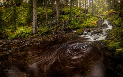 Forest explor