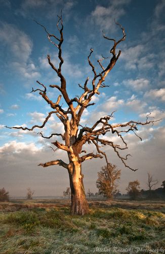 Lonely tree