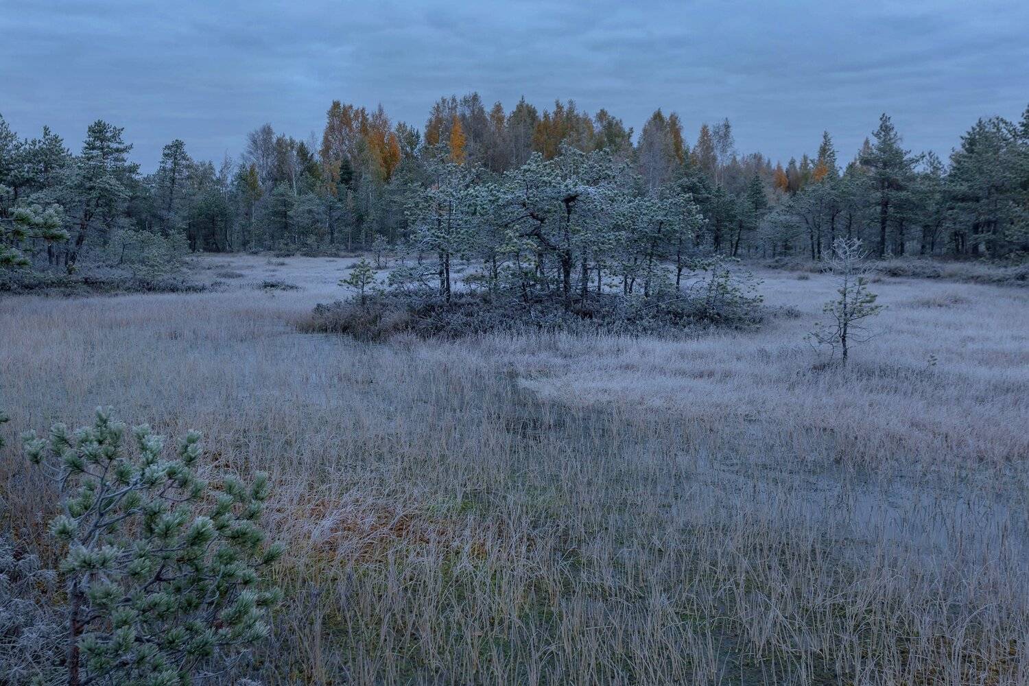 болото, кайф, рассвет ,север ,солнце, свет, закат, облака, отражение, фототур, иней, заморозок, Павел Ващенков