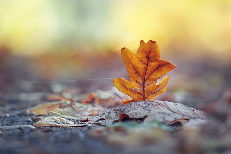 canon 55-250, beautiful, красивый, moment, момент, nature, природа, minimalism, минимализм, leaf, лист, oak, дубовый, осенний, autumn, осень, Солнечной осени слушая тишину...photo preview