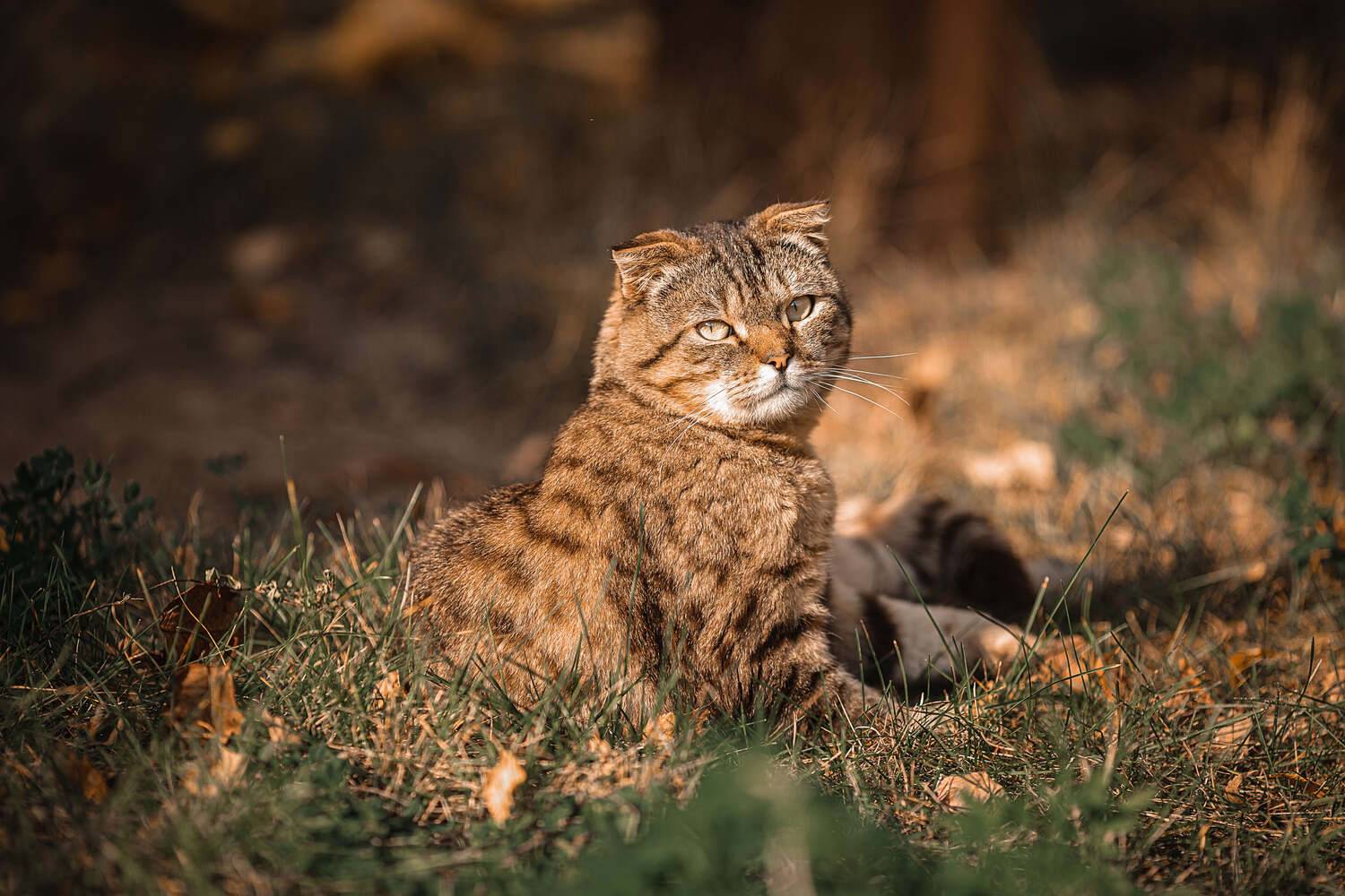 кот, домашние животные, солнце, осень, животное, коты и кошки, Владимир Васильев
