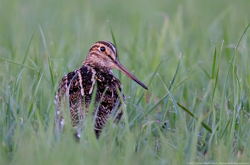 дупель, припять, полесье Дупель из полесьяphoto preview
