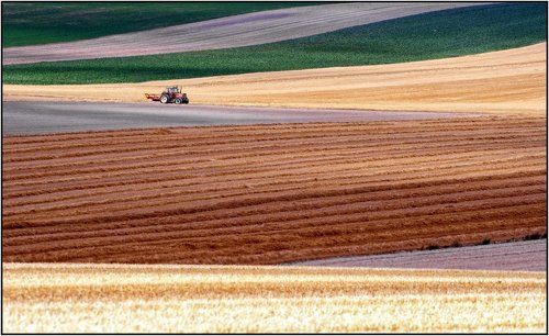 Summer Fields