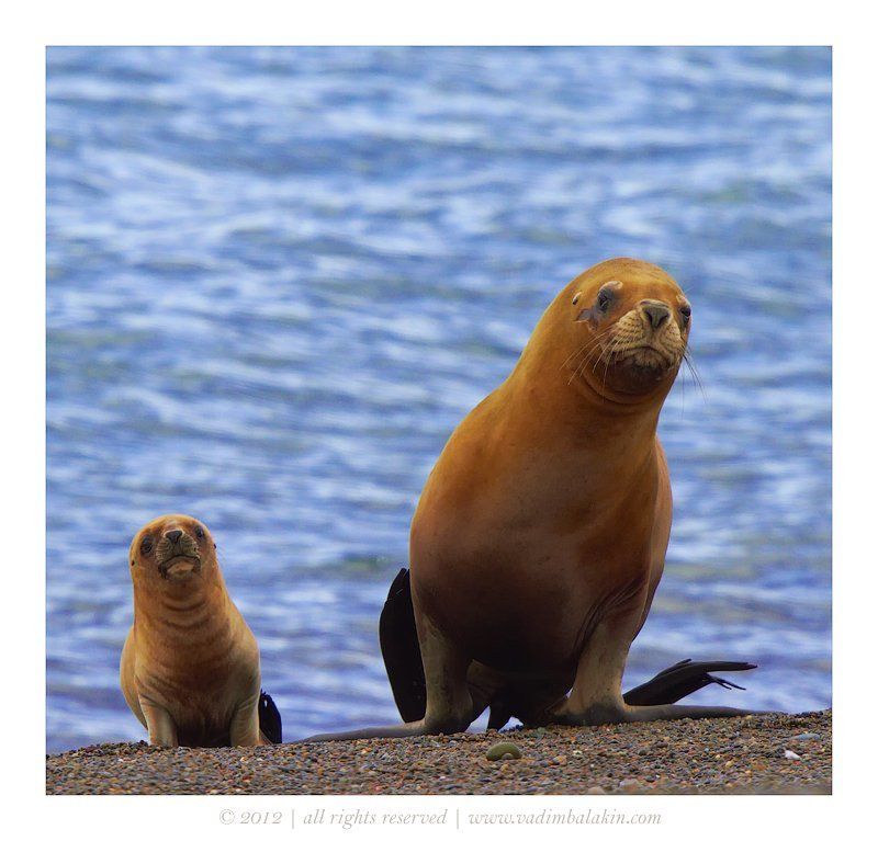 С мамой весело шагать...photo preview