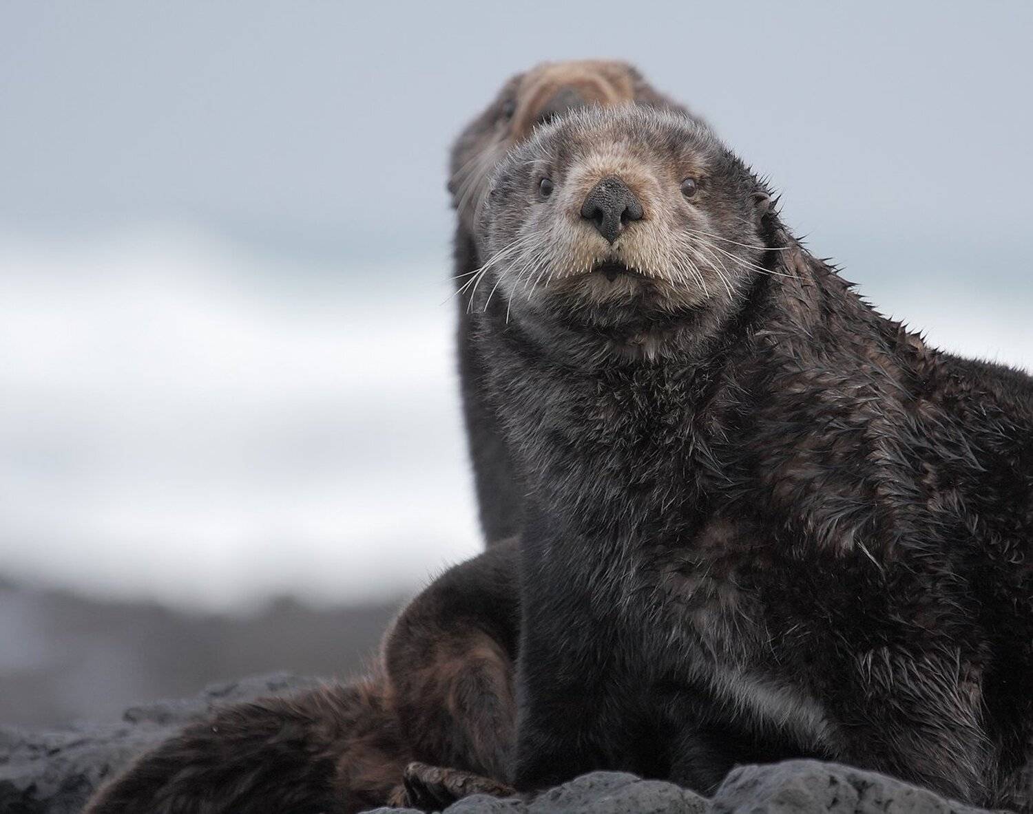 калан,  командоры, остров беринга, Utkin  Dmitriy