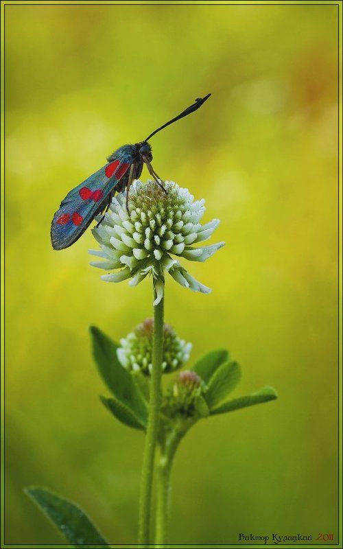 Лимонное утроphoto preview