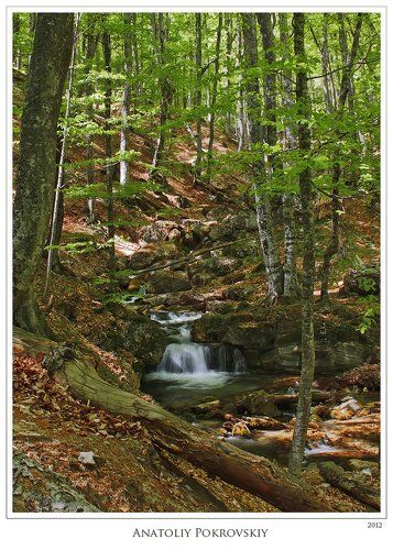 Вода струится меж камней у сплетённых древесных корней. Течение жизни леса.