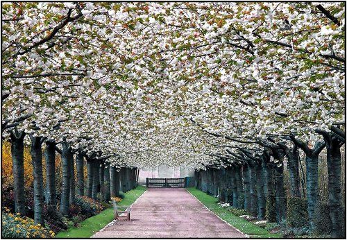 Spring Alley