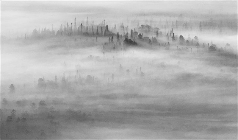 призрачный лесphoto preview