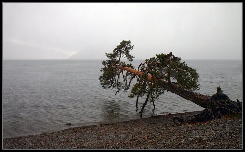 алтай, телецкое, озеро, яйлю Дождь...photo preview