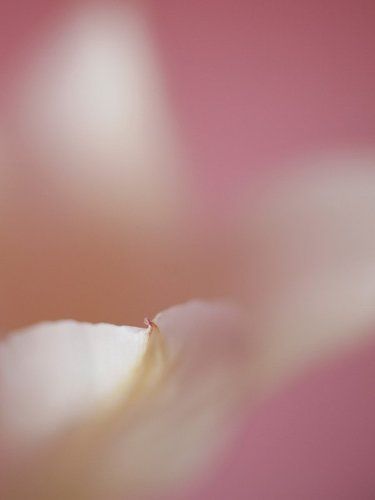 gentle in pink