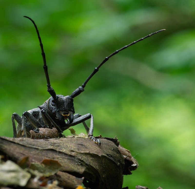 ОБИТАТЕЛИ ЛЕСАphoto preview